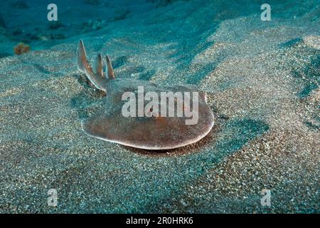 Ray électrique géant juvénile, entemedor Narcine, San Benedicto, Îles Revillagigedo, Mexique Banque D'Images