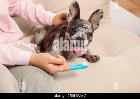 Femme avec une brosse à dents près d'un chien sur un canapé à la maison, en gros plan Banque D'Images