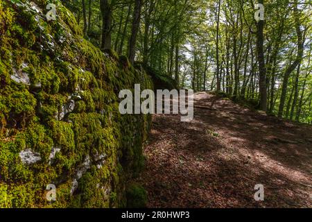 Sentier sur la montagne de Monte Penna, la Verna, monastère franciscain, St. François d'Assise, via Francigena di San Francesco, St. Francis Way, près de Chiusi de Banque D'Images