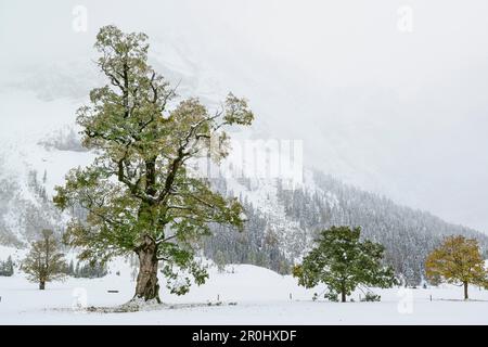 Érable enneigé, Grosser Ahornboden, Eng, réserve naturelle de Karwendel, chaîne de Karwendel, Tyrol, Autriche Banque D'Images