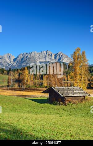 Bouleaux aux couleurs automnales devant le lac Schwarzsee avec vue sur Wilder Kaiser avec Karlspitzen, Regalmspitze, Ackerlspitze et Maukspitze, lac Banque D'Images