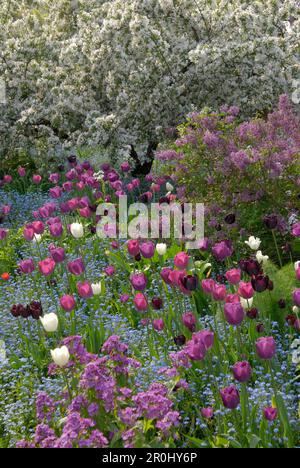 Tulipes et fleurs de printemps dans un lit de fleur, Hermannshof, Weinheim, Bade-Wurtemberg, Allemagne, Europe Banque D'Images