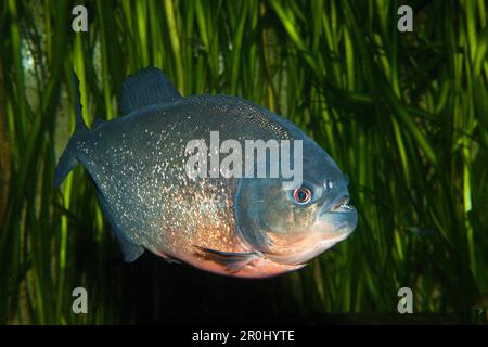 Red-bellied Piranha Piranha, vermelha, Brésil Banque D'Images