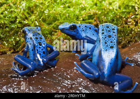 Blue Poison Dart Frog, Dendrobates tinctorius azureus, Suriname Banque D'Images