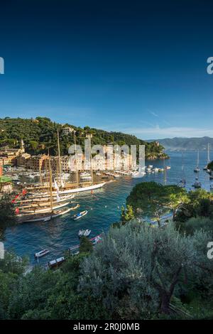 Portofino, province de Naples, Riviera Italienne, ligurie, italie Banque D'Images