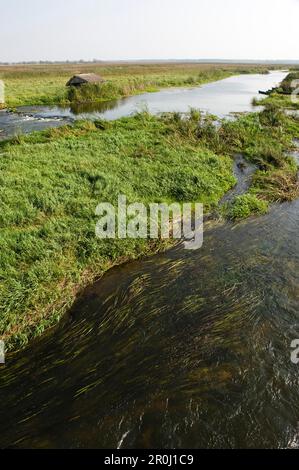 Plaine de la rivière, parc national de Narew, Podlaskie Voivodeship, Pologne Banque D'Images