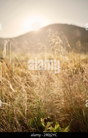 Herbe avec rosée du matin, Schelklingen, réserve de biosphère de l'UNESCO, Alpes souabes, Bade-Wurtemberg, Allemagne Banque D'Images