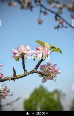 Détail de fleur de pommier dans un verger de fruits mélangés, Schwaebisch Gmuend Location Appartement près de Souabe, Alp, Bade-Wurtemberg, Allemagne Banque D'Images