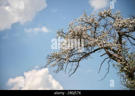 Détail de fleur de pommier dans un verger de fruits mélangés, Schwaebisch Gmuend Location Appartement près de Souabe, Alp, Bade-Wurtemberg, Allemagne Banque D'Images