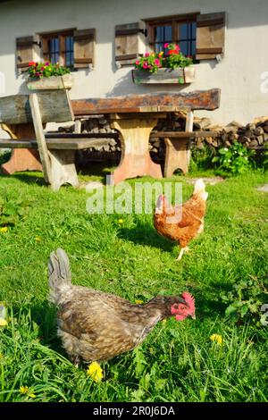 Poules en face de la cabane alpine, cabane Rosssteinalm, Alpes bavaroises, haute-Bavière, Bavière, Allemagne Banque D'Images