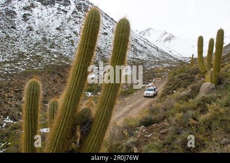 Voiture passant des paysages avec cactus, montagnes enneigées en arrière-plan, ski ARPA, Los Andes, région de Valparaiso, Chili Banque D'Images