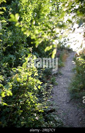 Sentier de randonnée Rheinsteig, près de Sankt Goarshausen, Rhénanie-Palatinat, Allemagne Banque D'Images