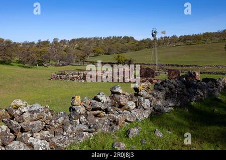 Mur de pierre de champ dans les collines au-dessus des fondations de l'écurie à Telegraph City dans la région des contreforts de Californie du comté de Calaveras. Banque D'Images