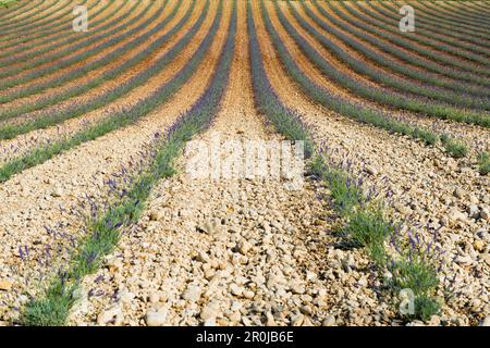 Champ de lavande, près de Valensole, plateau de Valensole, département des Alpes-de-haute-Provence, Provence, France Banque D'Images