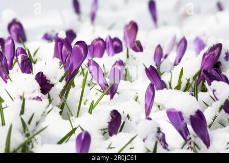 Jardinier, Crocus dans la neige, Crocus spéc., jardin, Allemagne Banque D'Images