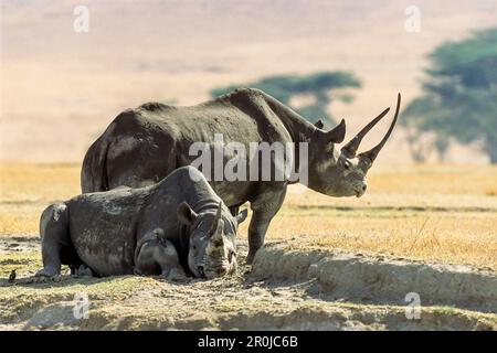 Rhinocéros noir Diceros bicornis, Ngorongoro Crater,-, Tanzanie, East-Africa Banque D'Images