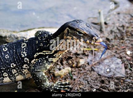 Un moniteur de lézard dans le parc Lumphini à Bangkok, en Thaïlande. Banque D'Images