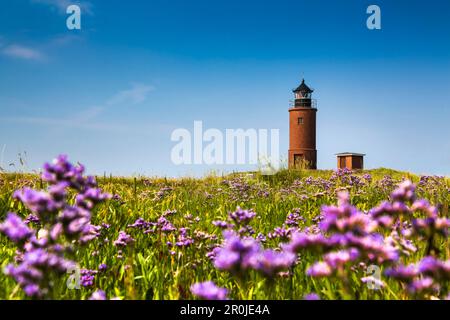 Hallig lilas, phare, Hallig Langeness, au nord de l'archipel Frison, Schleswig-Holstein, Allemagne Banque D'Images