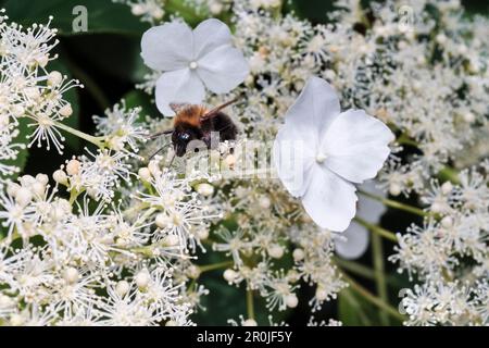 Un buff-tailed bourdon (Bombus terrestris) travaille dans une fleur d'hortensias en herbe dans le nord-ouest de l'Allemagne, début juin. Banque D'Images