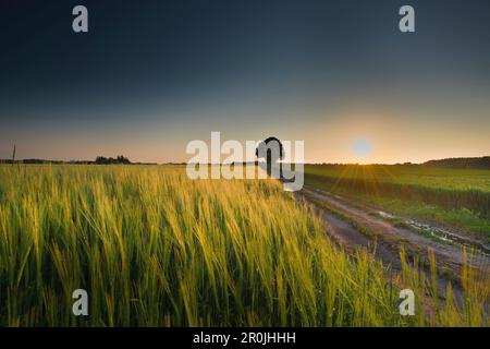 Chemin avec arbre entre deux champs de maïs au soleil du soir, Aubing, Munich, haute-Bavière, Bavière, Allemagne Banque D'Images