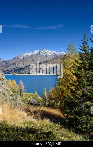 Larches d'or en face du lac de Sils avec le village d'Isola et Piz Corvatsch (3451 m) en arrière-plan, Engadin, Grisons, Suisse Banque D'Images