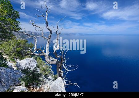 Genévrier au-dessus de la mer dans le paysage côtier montagneux, Golfo di Orosei, Selvaggio Blu, Sardaigne, Italie, Europe Banque D'Images