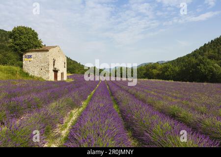 champ de lavande, lavande, lat. Lavendula angustifolia et ancien chalet, près de Nyons, Drôme, Provence, France, Europe Banque D'Images