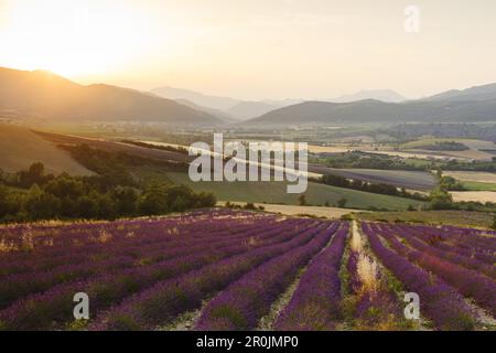 champ de lavande, lavande, lat. Lavendula angustifolia, coucher de soleil, près de Nyons, Drôme, Provence, France, Europe Banque D'Images