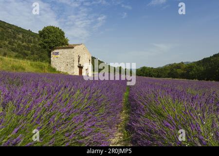 champ de lavande, lavande, lat. Lavendula angustifolia, ancienne maison, près de Nyons, Drôme, Provence, France, Europe Banque D'Images