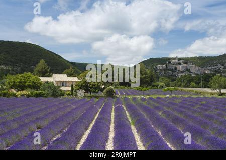 champ de lavande, lavande, lat. Lavendula angustifolia, gîte, Banon, village, Alpes-de-haute-Provence, Provence, France, Europe Banque D'Images