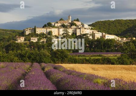 champ de blé et champs de lavande, lavande, lat. Lavendula angustifolia, Banon, village, Alpes-de-haute-Provence, Provence, France Banque D'Images
