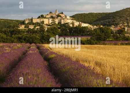 champ de blé et champ de lavande, lavande, lat. Lavendula angustifolia, Banon, village, Alpes-de-haute-Provence, Provence, France, Europe Banque D'Images