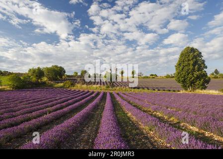 champs de lavande, lavande, lat. Lavendula angustifolia, arbres, près de Sault, Vaucluse, Provence, France, Europe Banque D'Images