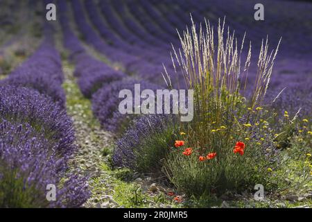 coquelicots dans un champ de lavande, fleurs de pavot, lavande, lat. Lavendula angustifolia, près de Sault, Vaucluse, Provence, France, Europe Banque D'Images