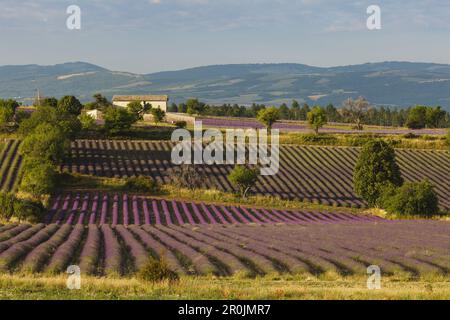 champs de lavande, lavande, lat. Lavendula angustifolia, gîte, près de Sault, Vaucluse, Provence, France, Europe Banque D'Images