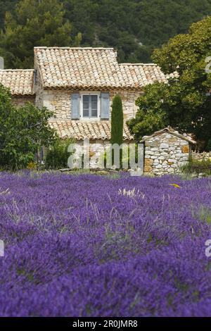 champ de lavande, lavande, lat. Lavendula angustifolia, gîte, près de Banon, Alpes-de-haute-Provence, Provence, France, Europe Banque D'Images