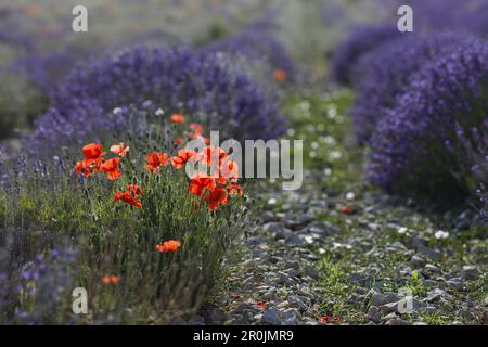 Coquelicots dans un champ de lavande, fleurs de pavot, lavande, près de Sault, Vaucluse, Provence, France, Europe Banque D'Images