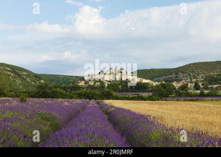 champ de blé et champ de lavande, lavande, lat. Lavendula angustifolia, Banon, village, Alpes-de-haute-Provence, Provence, France, Europe Banque D'Images