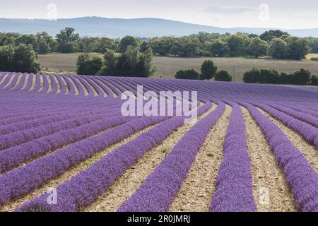 champ de lavande, lavande, lat. Lavendula angustifolia, près de Sault, Vaucluse, Provence, France, Europe Banque D'Images