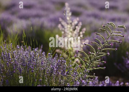 fleur sauvage dans un champ de lavande, lavande, lat. Lavendula angustifolia, près de Sault, Vaucluse, Provence, France, Europe Banque D'Images
