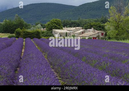 champ de lavande, lavande, lat. Lavendula angustifolia, près de Banon, Alpes-de-haute-Provence, Provence, France, Europe Banque D'Images