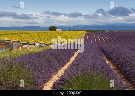 ruches dans un champ de tournesol, tournesols, champ de lavande, lavande, lat. Lavendula angustifolia, maison, haut plateau de Valensole, plateau de Valenso Banque D'Images