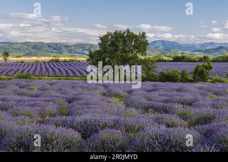 champ de lavande, lavande, lat. Lavendula angustifolia, chêne vert, lat. Quercus rotundifolia, arbre, haut plateau de Valensole, plateau de Valensole, nea Banque D'Images