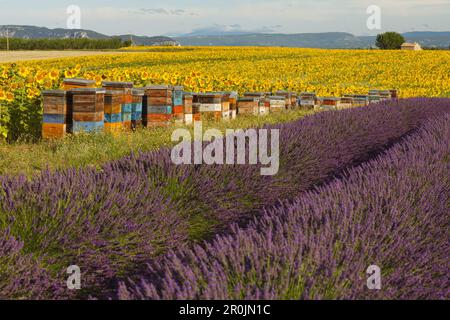 ruches près d'un champ de tournesol, tournesols, champ de lavande, lavande, lat. Lavendula angustifolia, haut plateau de Valensole, plateau de Valensole, n Banque D'Images