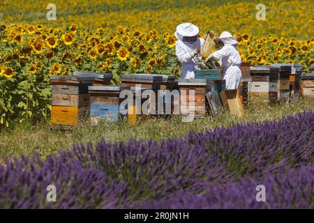 Apiculteurs travaillant sur une ruche entre un champ de tournesol et un champ de lavande, site d'apiculture, nid d'abeille avec abeilles, haut plateau de Valensole, plateau de Banque D'Images