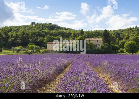 Cottage et champ de lavande, lavande, lat. Lavendula angustifolia, près de Manosque, Alpes-de-haute-Provence, Provence, France, Europe Banque D'Images