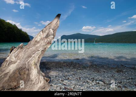 Racine sur la rive du lac Walchensee surplombant Jochberg, Walchensee, Bavière, Allemagne Banque D'Images