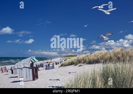 Mouettes sur la plage de la mer Baltique, près de Graal Müritz Mecklembourg Poméranie occidentale, Allemagne Banque D'Images