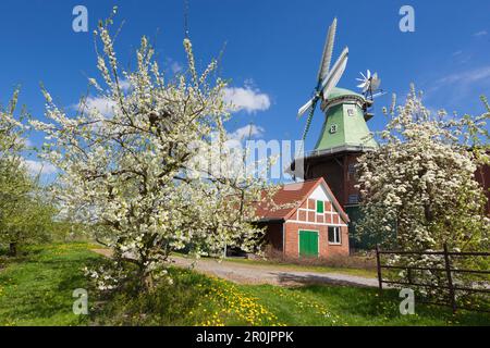 Arbres en fleurs en face d'un moulin à vent, près de l'Altes Land, Twielenfleth, Basse-Saxe, Allemagne Banque D'Images