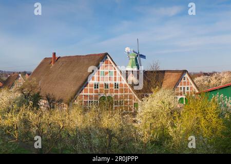 Arbres en fleurs en face du moulin) et maisons à colombages aux toits de chaume, près de l'Altes Land, Twielenfleth, Basse-Saxe, Allemagne Banque D'Images